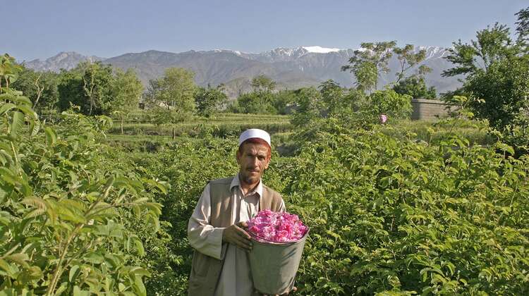2006-rosen-rosenbauer-afghanistan-michael-oesterreich.jpg Ein Rosenbauer bei seiner ersten Ernte in Nangarhar, Afghanistan.