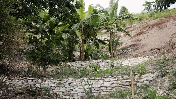 Working together with Welthungerhilfe, Haitians are building stone walls to protect the soil on the slopes. So food can grow here again. Working together with Welthungerhilfe, Haitians are building stone walls to protect the soil on the slopes. So food can grow here again.