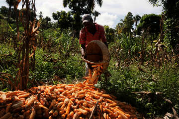 Ein Kleinbauer erntet Mais, Haiti.