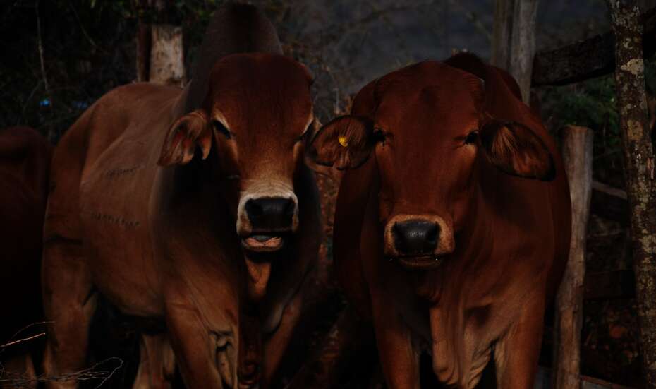 Cattle herd