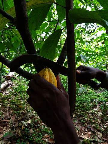 2020-sierra-leone-kakao-ernte-c-welthungerhilfe.jpg Kakao-Bäume werden mit geschärfter Machete beschnitten, Sierra Leone.