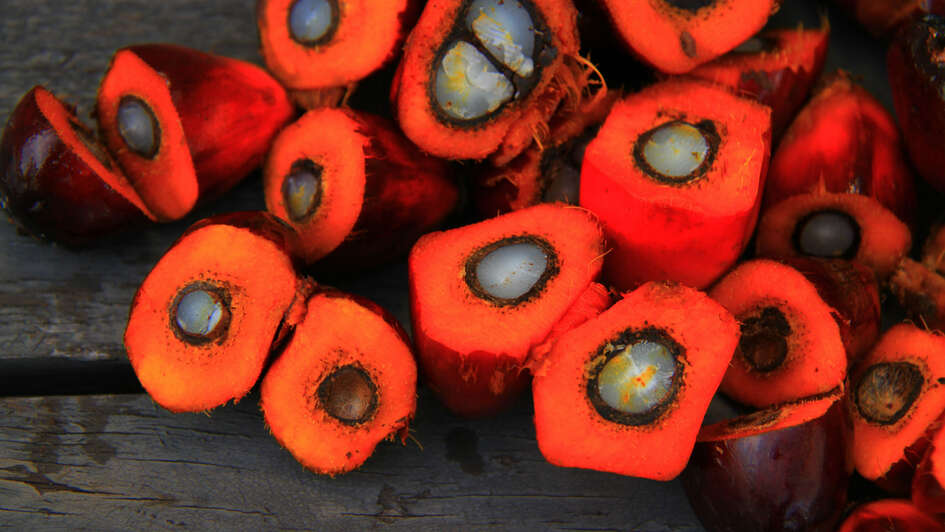 Palm oil fruit cut open: red on the outside, white on the inside