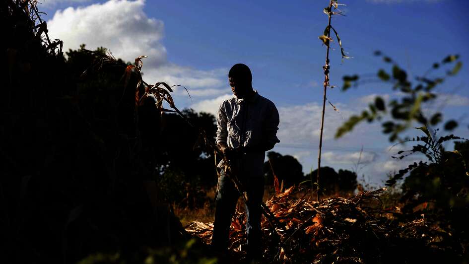 El Niño causes drought and flooding: Man stands in front of parched maize plants in Malawi