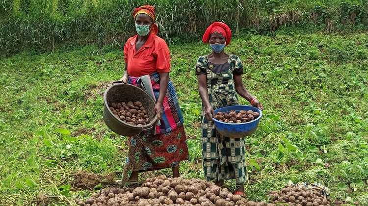 2021-congo-zwei-frauen-kartoffel-ernte.jpg Zwei Frauen stehen mit ihrer Ernte auf dem Kartoffelfeld, Kongo 2021.