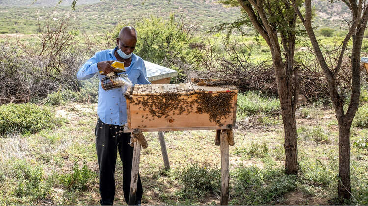 2022-man-bienen-somaliland-c-welthungerhilfe.jpg
