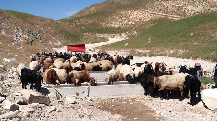 Livestock drinking in Sinjar, Nineveh Governorate, Iraq Livestock drinking in Sinjar, Nineveh Governorate, Iraq