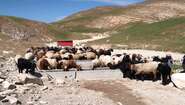 Livestock drinking in Sinjar, Nineveh Governorate, Iraq Livestock drinking in Sinjar, Nineveh Governorate, Iraq