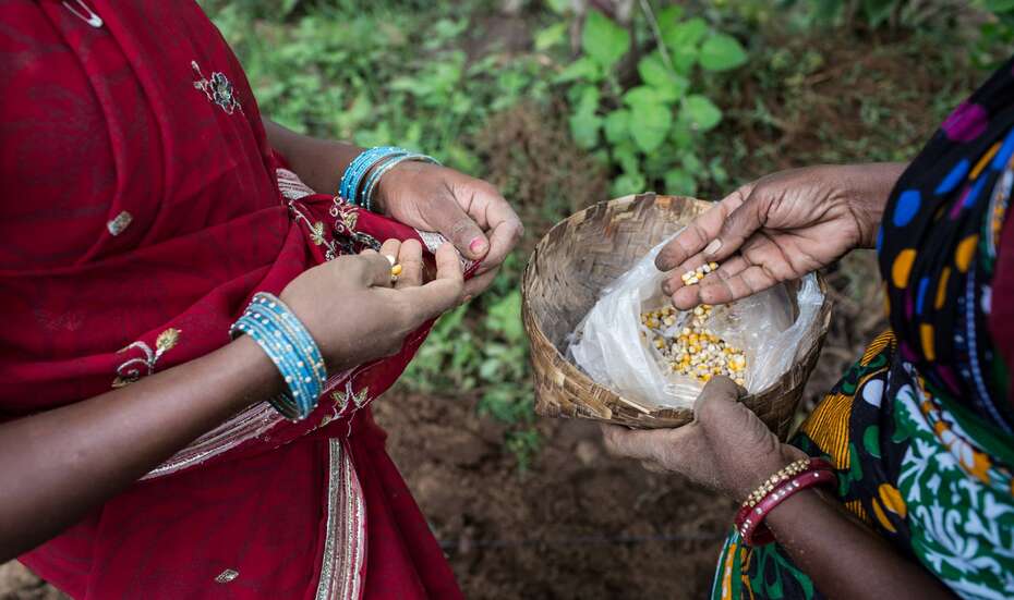 Indien_Saatgut_Odisha.jpg Frauen begutachten Saatgut, Indien.