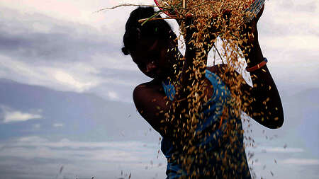 Woman with a basket at the rice harvest