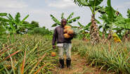 2021-agrishare-ali-sonko-ananas-ernte.jpg Ein Bauer in Uganda bei der Ananasernte, 2021.
