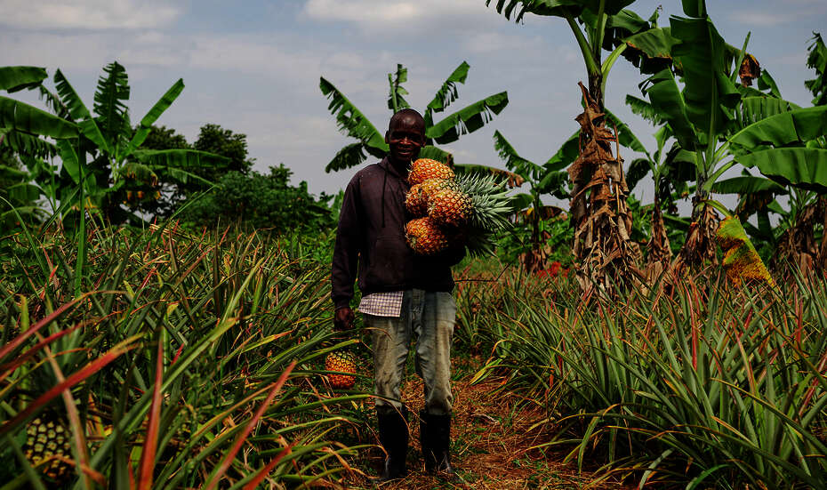 A farmer in Uganda, harvesting pineapples.