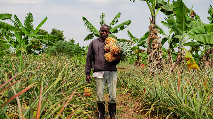 2021-agrishare-ali-sonko-ananas-ernte.jpg Ein Bauer in Uganda bei der Ananasernte, 2021.