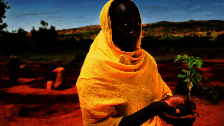 Woman holding tree sapling in her palms