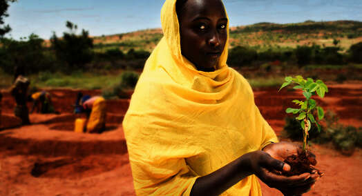 Woman holding tree sapling in her palms