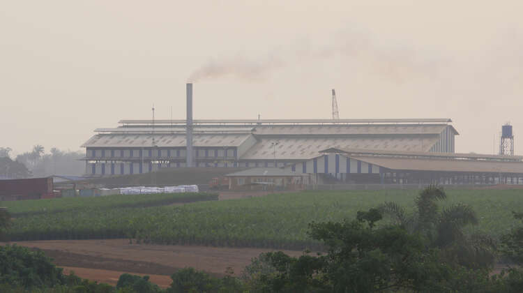 Palm oil is produced for the food industry, sugarcane becomes biofuel. Hunger and poverty stay. Palm oil is produced for the food industry, sugarcane becomes biofuel. Hunger and poverty stay.