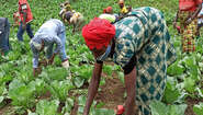 2021-congo-projektteilnehmer-feldarbeit-tuungane.jpg Eine Gruppe von Menschen bei der Kartoffelernte, Kongo 2021.