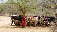 Herd of cattle Herd of cattle