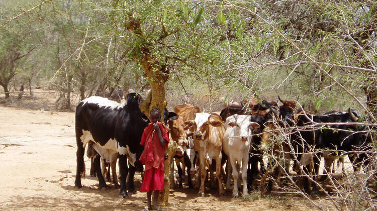 Herd of cattle Herd of cattle