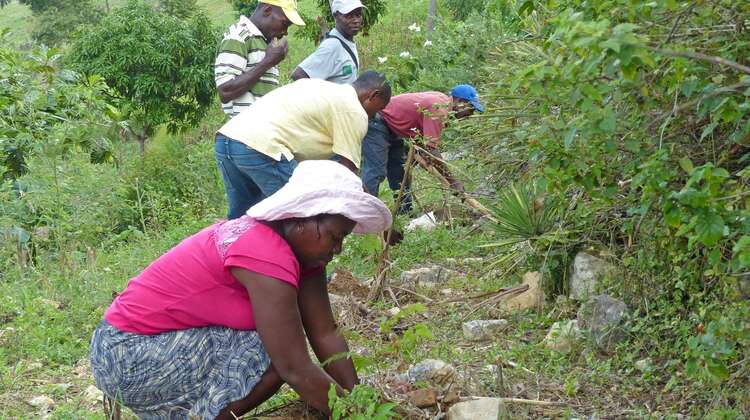 Planting trees and building stone walls: The farmers in Haiti are learning how to protect their environment and secure their soil. Planting trees and building stone walls: The farmers in Haiti are learning how to protect their environment and secure their soil.