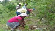 Planting trees and building stone walls: The farmers in Haiti are learning how to protect their environment and secure their soil. Planting trees and building stone walls: The farmers in Haiti are learning how to protect their environment and secure their soil.