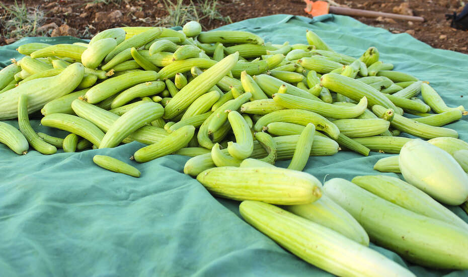 Harvested cucumbers in a field in Mardin, Turkey.