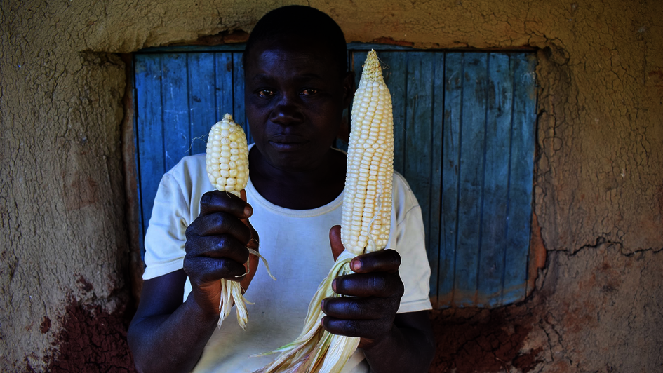 A farmer holding up a small and a large corncob