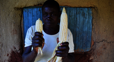 A farmer holding up a small and a large corncob