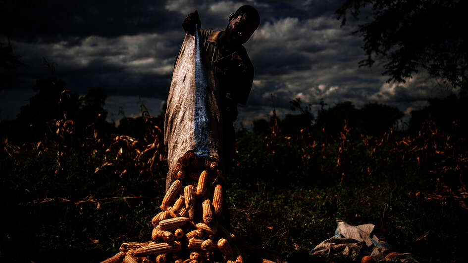 Smiling farmer emptying a sack of corn on the ground