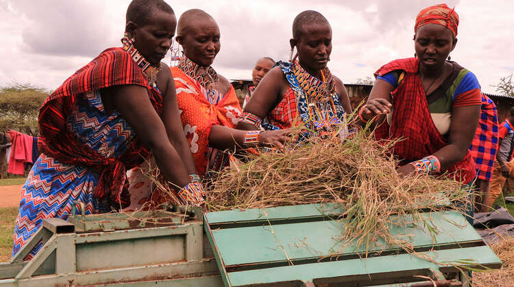 Hay harvest Four woman harvest hay in Kenia