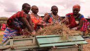 Hay harvest Four woman harvest hay in Kenia