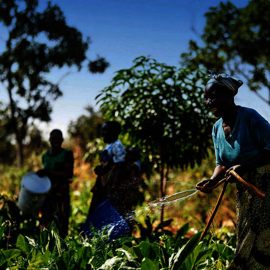 Landwirtinnen bei der Arbeit in einem Feld in Malawi
