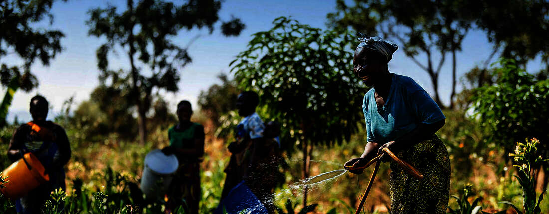 Landwirtinnen bei der Arbeit in einem Feld in Malawi