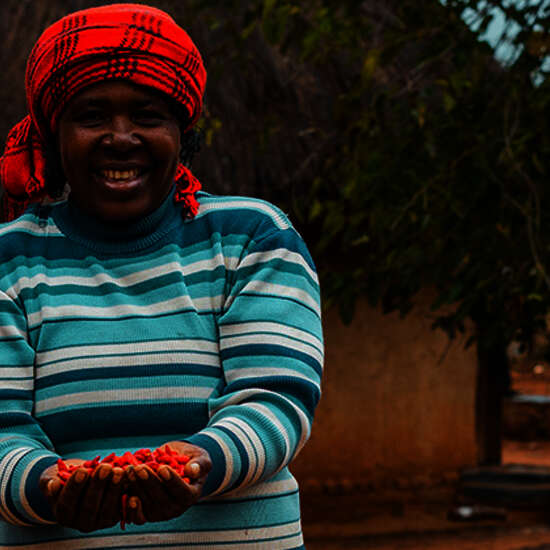 Frau aus Simbabwe präsentiert ihre geernteten Chilis